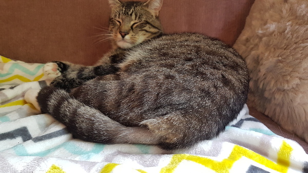 Cats still catting. What's your DCat up to today? Pt 3