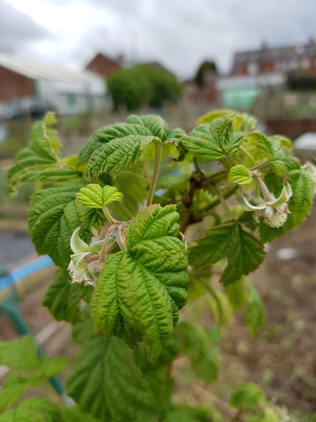Allotment/Veg Patch Thread 9 - Spring is sprung, its getting really busy!