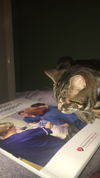 Cats still catting. What's your DCat up to today? Pt 3