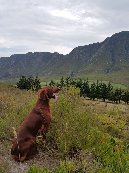 Viszla vs Nova Scotia Duck Tolling Retriever