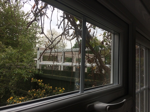 Tree or bush to block out NDNs conservatoty