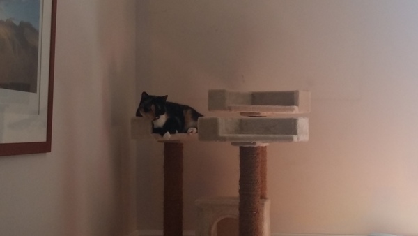Cats still catting. What's your DCat up to today? Pt 3