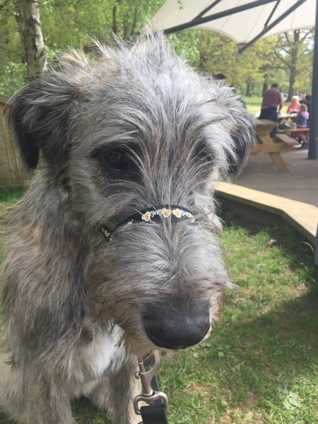 Does anyone fancy a "puppy survival" thread part 2