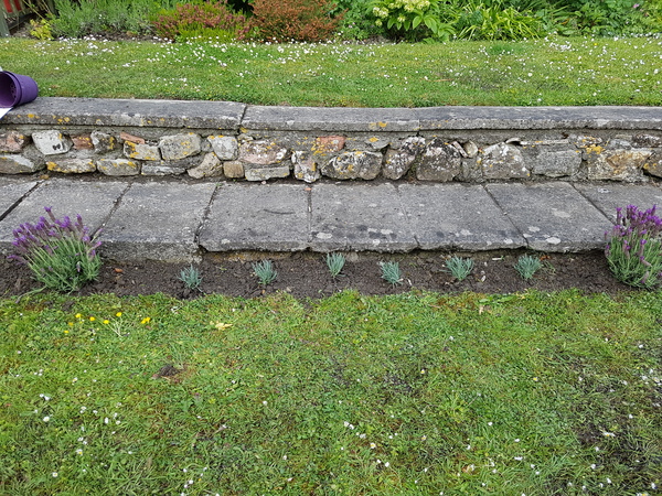 Find out how MNers are getting on with their Homebase Garden Goals challenge NOW CLOSED