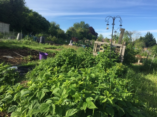 Allotment/Veg Patch Thread 9 - Spring is sprung, its getting really busy!