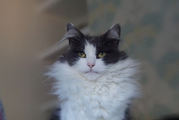 Thinking about getting a pedigree rescue....