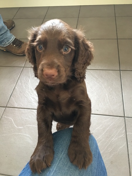 Does anyone fancy a 'puppy survival' thread?