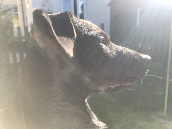 Does anyone fancy a 'puppy survival' thread?