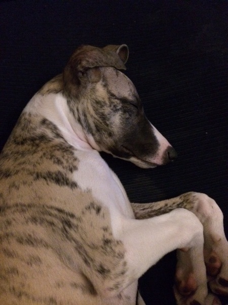 Does anyone fancy a 'puppy survival' thread?