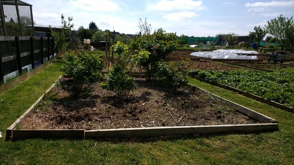 Allotment/Veg Patch Thread 9 - Spring is sprung, its getting really busy!