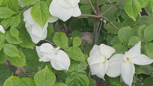 ID of beautiful tall tree/shrub