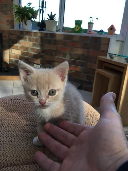 To be so excited (kitten pics included)