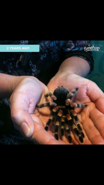 Tarantula and other exotic beasties thread?