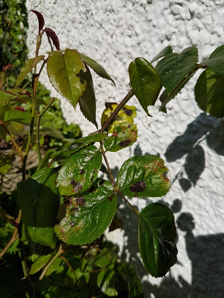 The first rule of potting shed is YOU ALWAYS talk about potting shed. The thread continues.