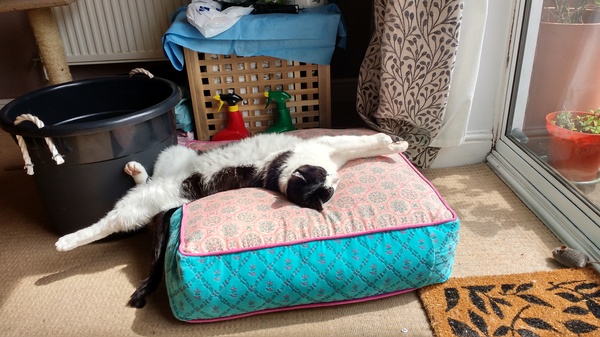 To ask cat owners for good name suggestions?