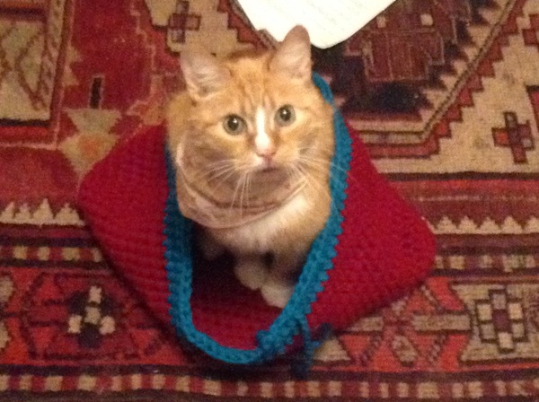 Cats still catting. What's your DCat up to today? Pt 3