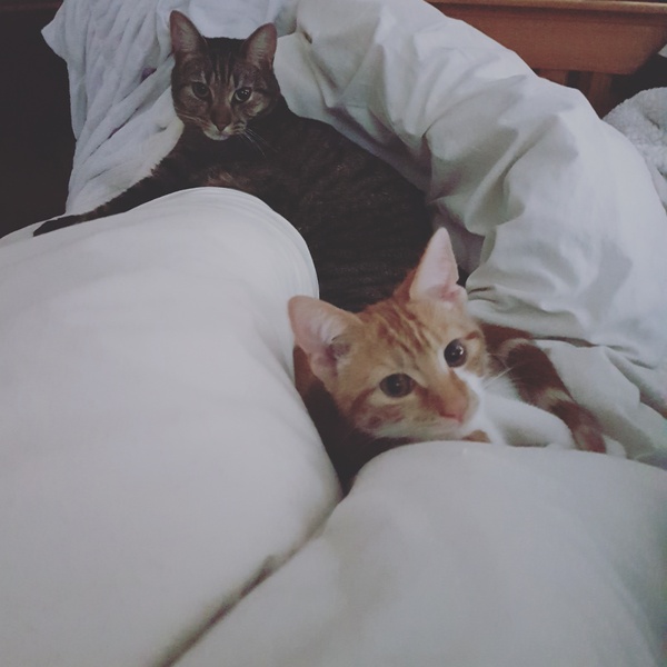 Cats still catting. What's your DCat up to today? Pt 3