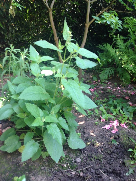 Plant ID please