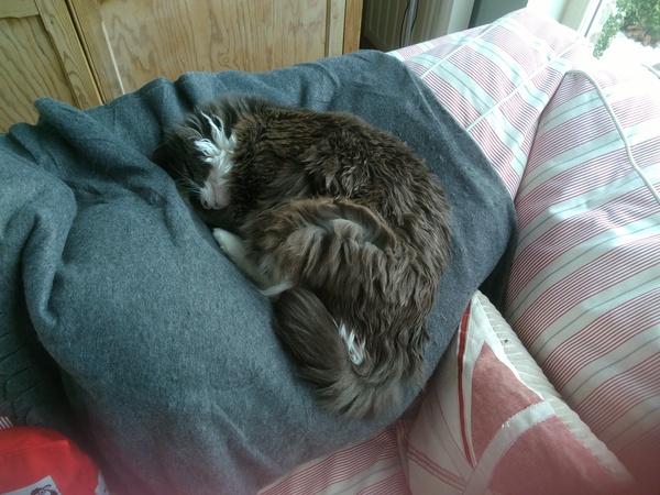 What's your DCat up to today? Pt 2