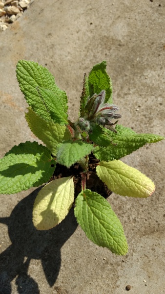 Please help: This came out of a bag of mixed seeds ...