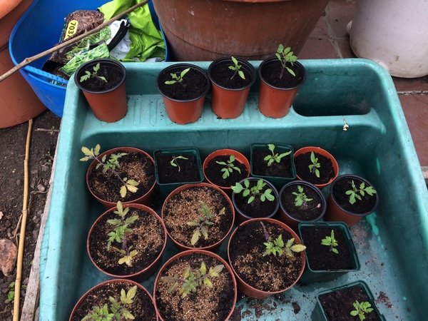Allotment/Veg Patch Thread 9 - Spring is sprung, its getting really busy!