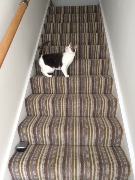 Cats still catting. What's your DCat up to today? Pt 3