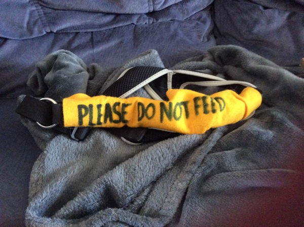 Can anyone recommend a do not feed me please scarf/ribbon etc that can be attached to a harness ?