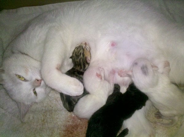 Kittens