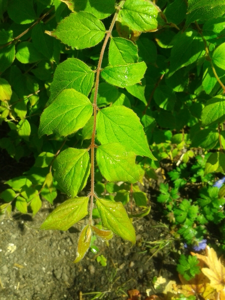 Shrub ID