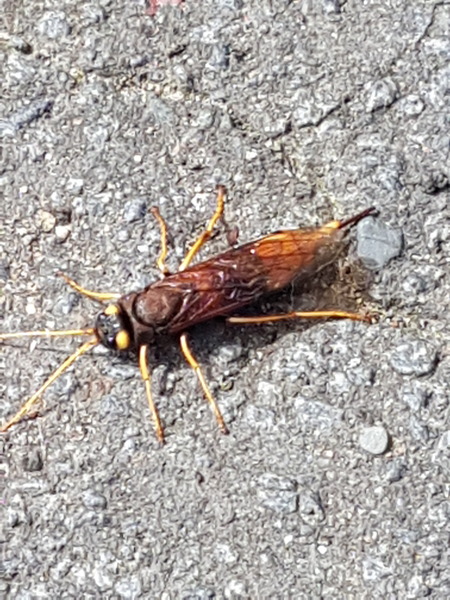 To be scared by finding this insect in my lounge!