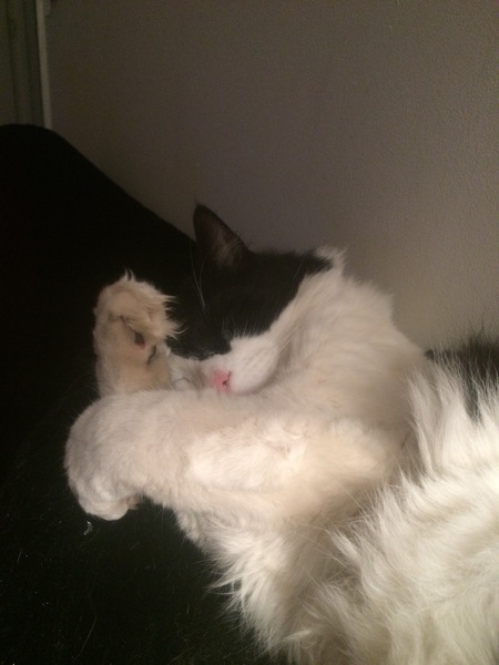 Cats still catting. What's your DCat up to today? Pt 3