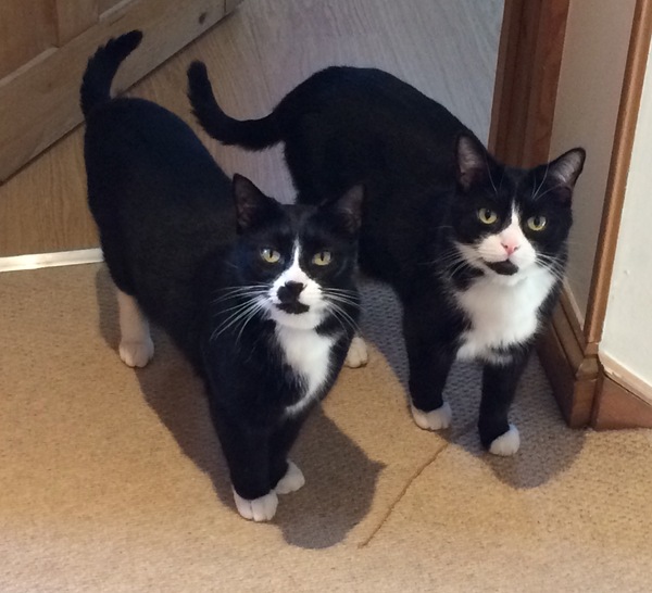 To be so excited (kitten pics included)