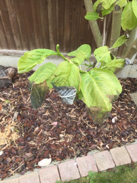 What has happened to my trees?
