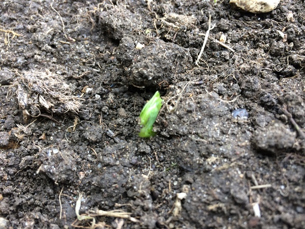 Allotment/Veg Patch Thread 9 - Spring is sprung, its getting really busy!