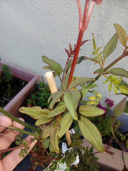 Help with identifying which climber this is please
