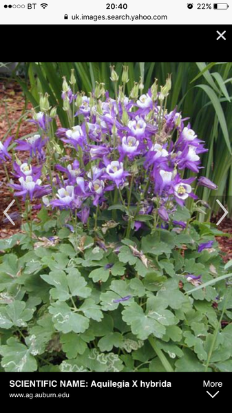 Weed infested borders! Help please...