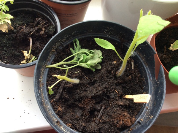 Allotment/Veg Patch Thread 9 - Spring is sprung, its getting really busy!