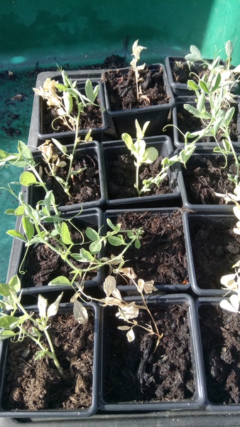 Name this flower/why are my sweetpeas dying (pics!)