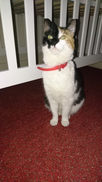 Help! First time owner