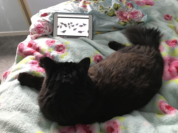 What's your DCat up to today? Pt 2