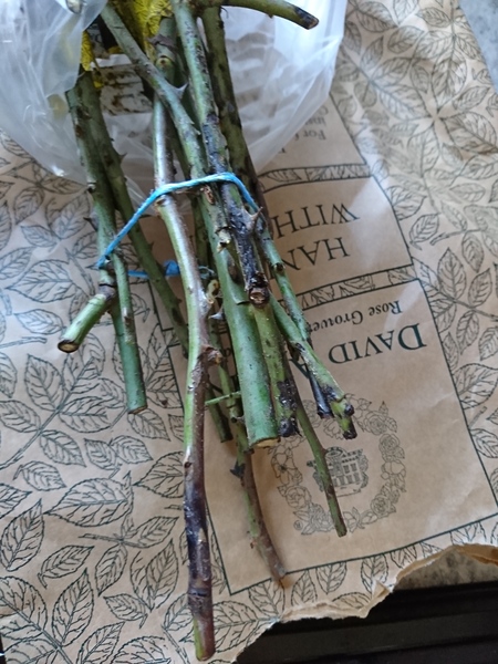 Are these roses diseased? (pics)