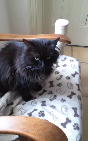 My new cat!