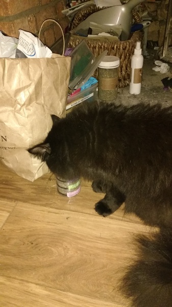 Cats still catting. What's your DCat up to today? Pt 3