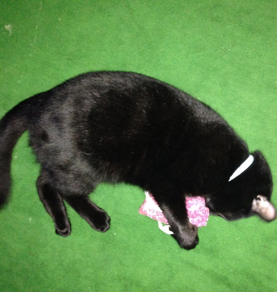 Cats still catting. What's your DCat up to today? Pt 3