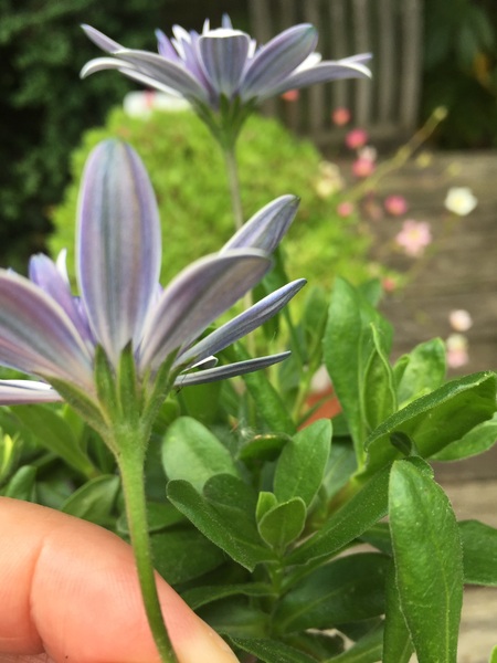 Can you identify this plant?
