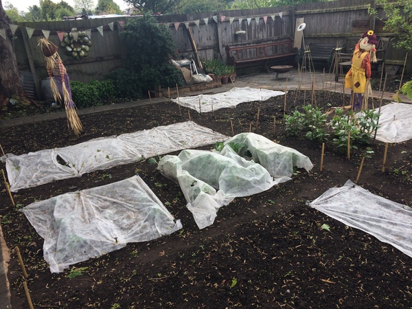 Allotment/Veg Patch Thread 9 - Spring is sprung, its getting really busy!