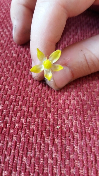 A quick plant ID for dd please