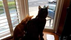 What's your DCat up to today? Pt 2