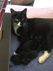 Roll up roll up who wants a spot guessing when the babies will come?