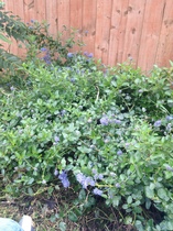 FROnt garden help, please!